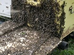 Пчелы,пчелопакеты,пчелосемьи
