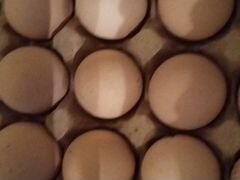 Яйцо на инкубацию от брамы