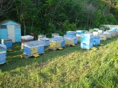 Пчелосемьи и пчелопакёты Карпатка