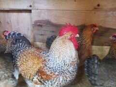 Высокопродуктивные породы кур:яйцо и цыплята