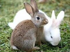 Кроликов продам