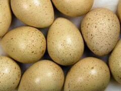 Яйцо фазана румынского на инкубацию