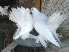 Статные белые голуби