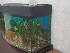 Аквариум на 500 литров с рыбками