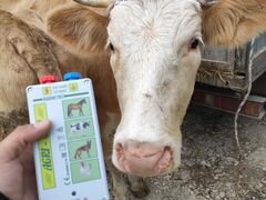 Электропастух для коров до 100га