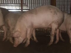 Домашние мясо свиньи