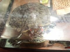Краснаухая черепаха