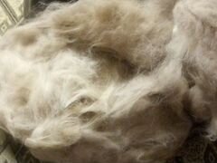 Продам вычесанную шерсть кавказских овчарок