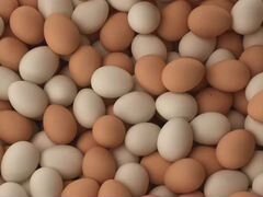 Инкубационное яйцо породистые кур и перепелов
