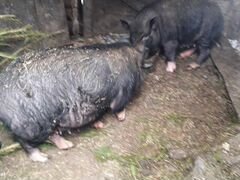 Вьетнамские свинки
