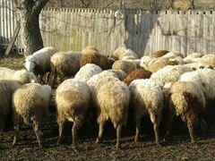 Овцематки на мясо