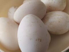 Продаются гуси и гусиные яйца для инкубатора