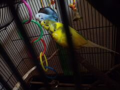 3 попугая. Жёлтый (самец, Гера ), голубой (самка