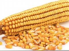 Продается кукуруза В хорошем качестве сухая