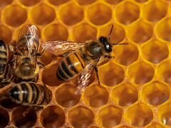 Пчелиные семьи продаю