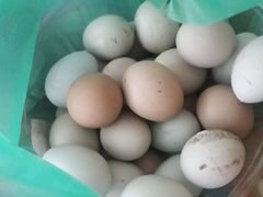 Инкубационные Яйца кур (микс амераукана с доминант