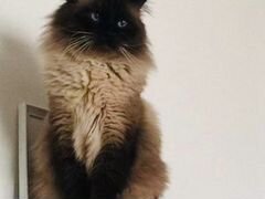 Кот порода Невская маскарадная вязка