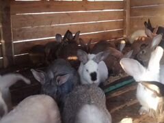 Продам кролей