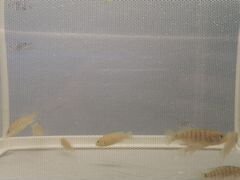 Рыбки цихлиды