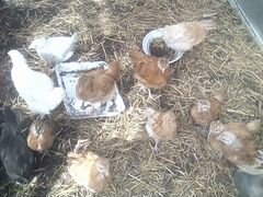 Продам цыплят подрощенных несушек 2 месяца