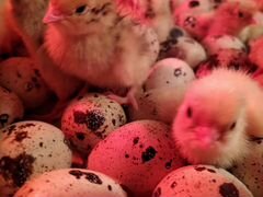 Инкубационные яйца перепелов - Фениксы и Техасцы