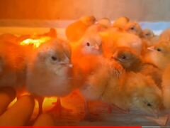 Кобб инкубационное яйцо и цыплята
