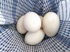 Гусиные яйца на инкубацию