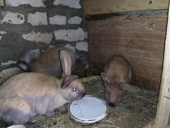 Кролики и крольчата на племя и мясо