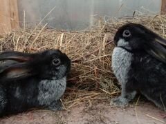 Кролики полтавское серебро для мясного разведения