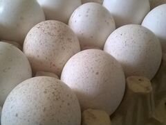 Яйца индюшиных, с Калиновское