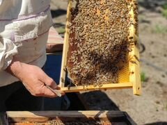 Пчела, пчелосемьи
