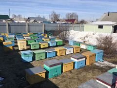 Пчелосемьи карпатки 8-10 рамок