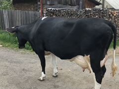 Продам корову с телёнком