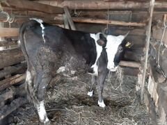 Корова (телка) 1,5 года