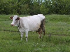 Корова хозяйская