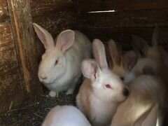 Продам кроликов калифорнийцев и помесных