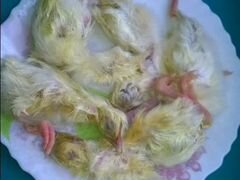 Cуточный зaмоpожeнный цыпленок на корм xищникам