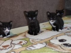 Котята смешанные чёрно-белые и чёрные от британско