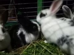 Кролики декоративные