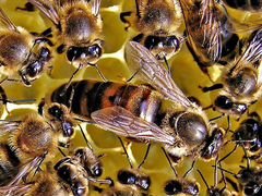 Пчелы семья Карника Карпатка