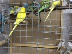 Волнистые попугаи и другие породы