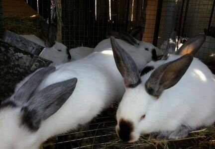 Кролики на племя калифорнийские цена указана за шт
