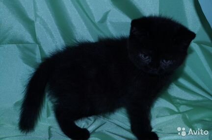 Черный котик Честэр