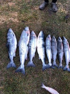 Рыбалка, охота на Белом море круглый год