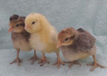 Цыплята, ин.яйцо,петухи:легбар,фавероль,ливенские