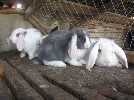 Кролики 4 породы