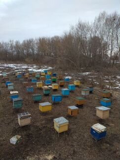 Продаются пчелосемьи