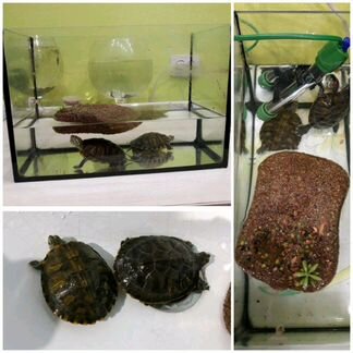 Черепахи, аквариум, обогреватель и островок