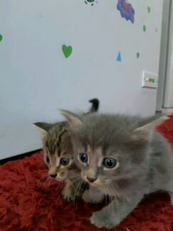 Милые котики
