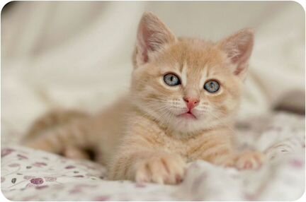 Персиковый шотландский котенок